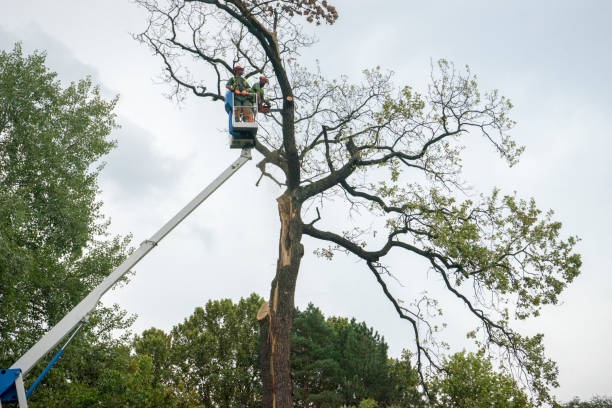 Best Tree Pruning Services  in Mount Hermon, VA